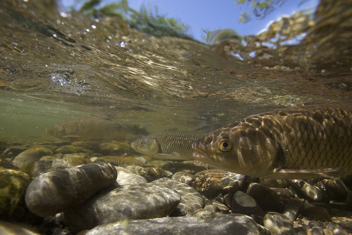 Blick auf einen kleinen Fluss mit Kiesbank, wo Menschen spielen und entspannen, der Fluss ist von Bäumen umgeben.