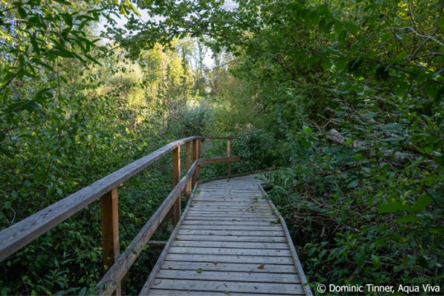 Ein Steg, der durch einen Auwald führt.